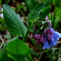 Virginia Bluebell (virginia cowslip)