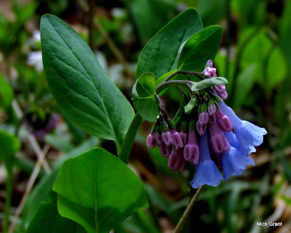 Spotting Image 1