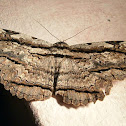 Owl Moth.
