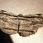 Owl Moth.