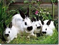 rabbits (2)