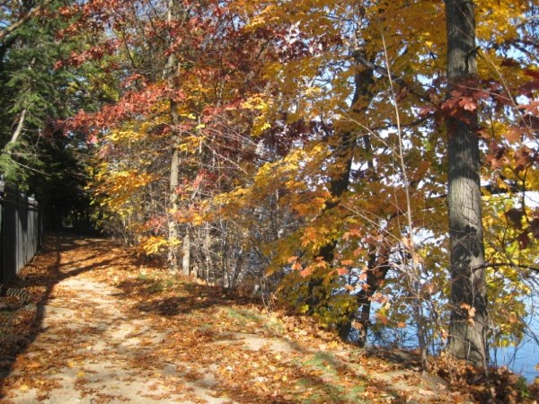 [leaves[2].jpg]