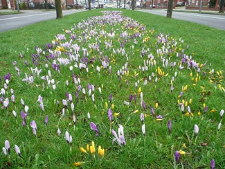 Крокусы, Erdington