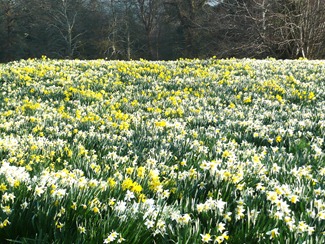 Daffodils, Wales, Penrhyn Castle