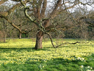 Daffodils, Wales, Penrhyn Castle