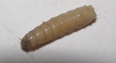 white worms