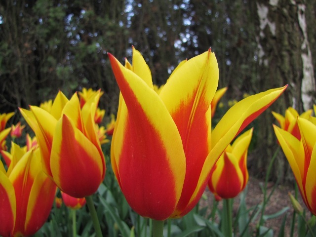 [ana_tulips_red_yellow[4].jpg]