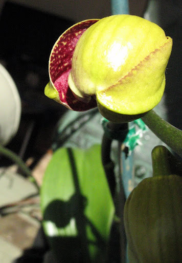 Mystery Moth Orchid Mystery Moth Orchid
