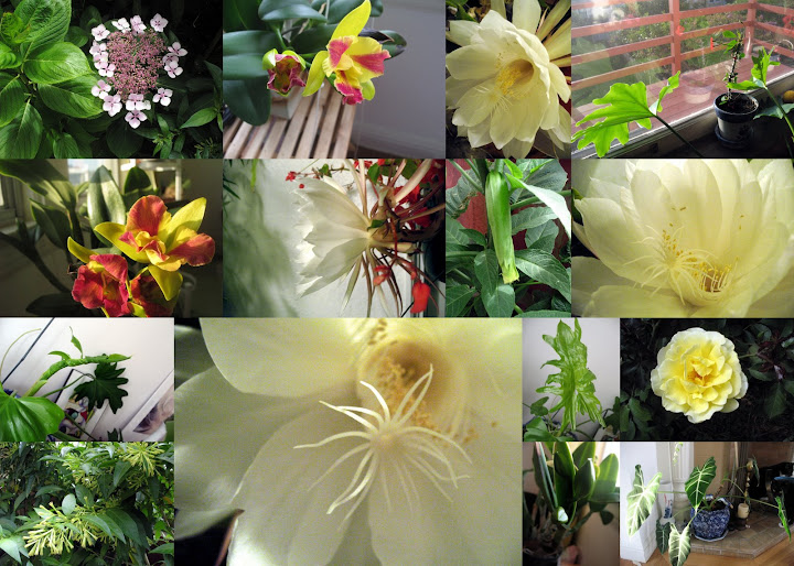 八月花事