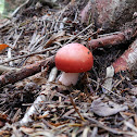Sickener Mushroom