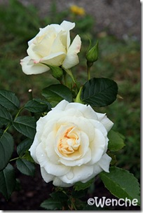 LaPaloma1