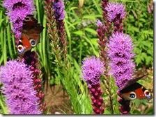 Liatris spicata