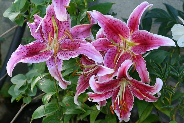 [Lilium[3].jpg]