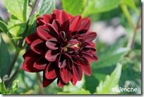 Dahlia Arabian Night