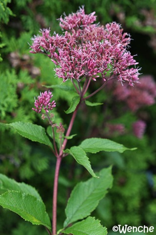 [EupatoriumPurpureum23.jpg]
