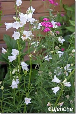 Campanula persicifolia alba