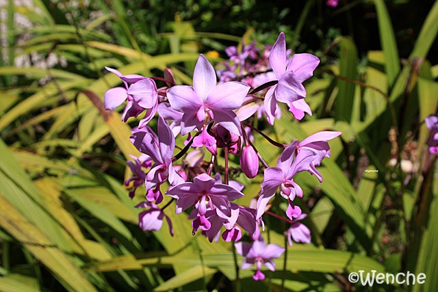[Spathoglottis-unguiculata2[2].jpg]