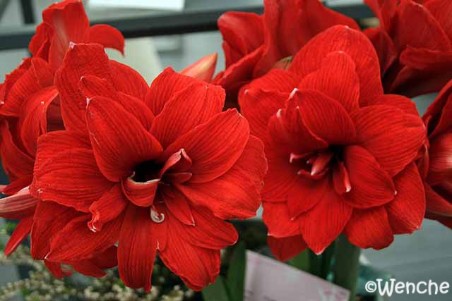 [Hippeastrum-Double-Dragon[3].jpg]