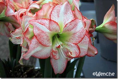 Hippeastrum-Double-Record
