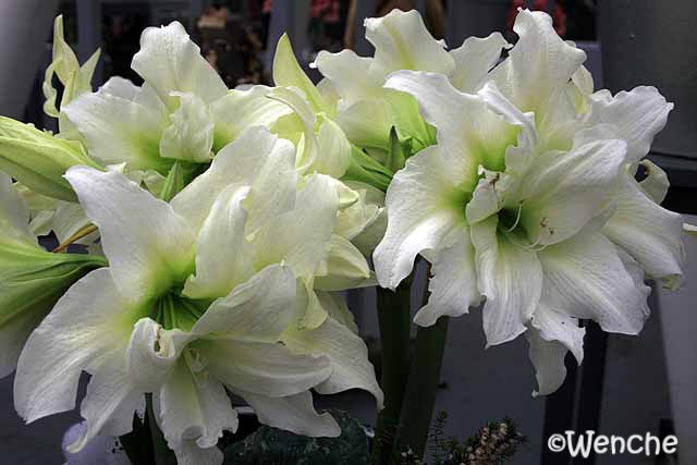 [Hippeastrum-Ice-Queen[3].jpg]