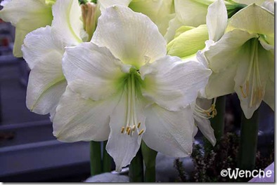 Hippeastrum-Mont-Blanc
