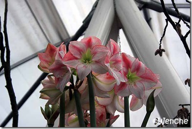 Hippeastrum-San-Remo-(2)