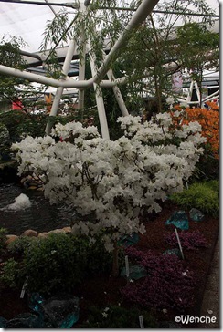 Rhododendron-Adonis-(2)