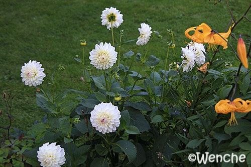 [IMG_00703.jpg]