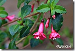 F.-thymifolia F.-thymifolia