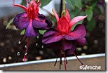 Maxima Maxima