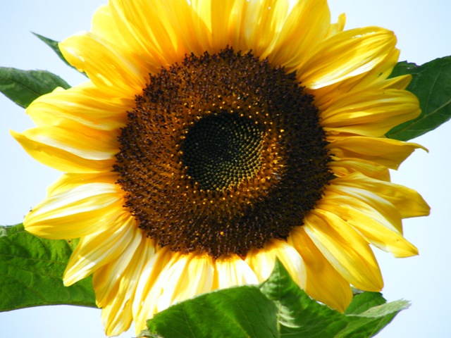 [sunflower[2].jpg]