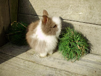 rabbits 010.JPG