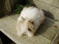 rabbits 006.JPG