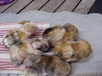 14 mei pien 001.JPG