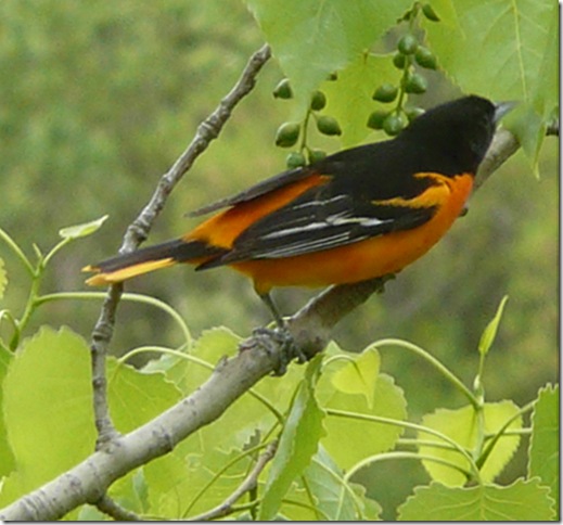 oriole