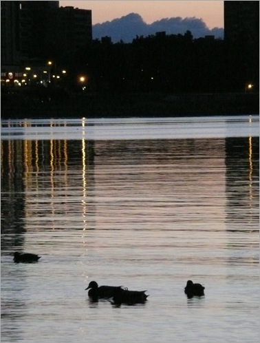 ducks at dawn