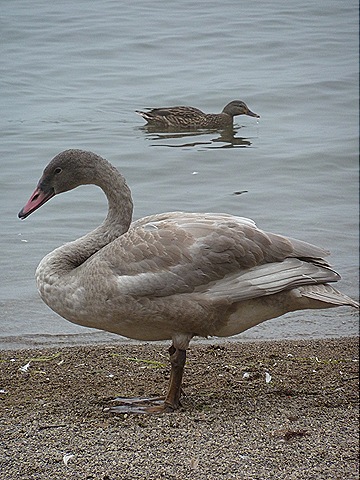 [birds1074.jpg]