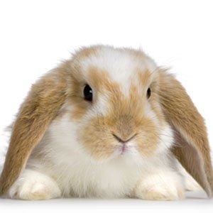 [bunny_rabbit_cr[5].jpg]