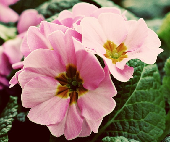 [flowers2[3].jpg]