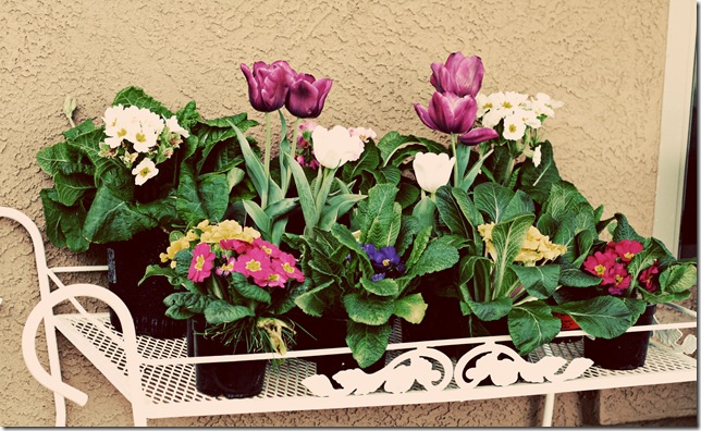 flowers
