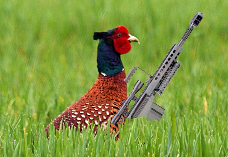 [phesant_barrett[4].jpg]