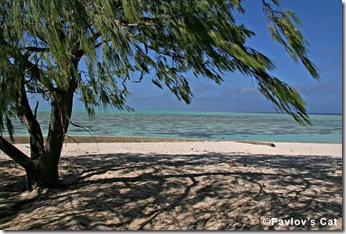 heron_island_2