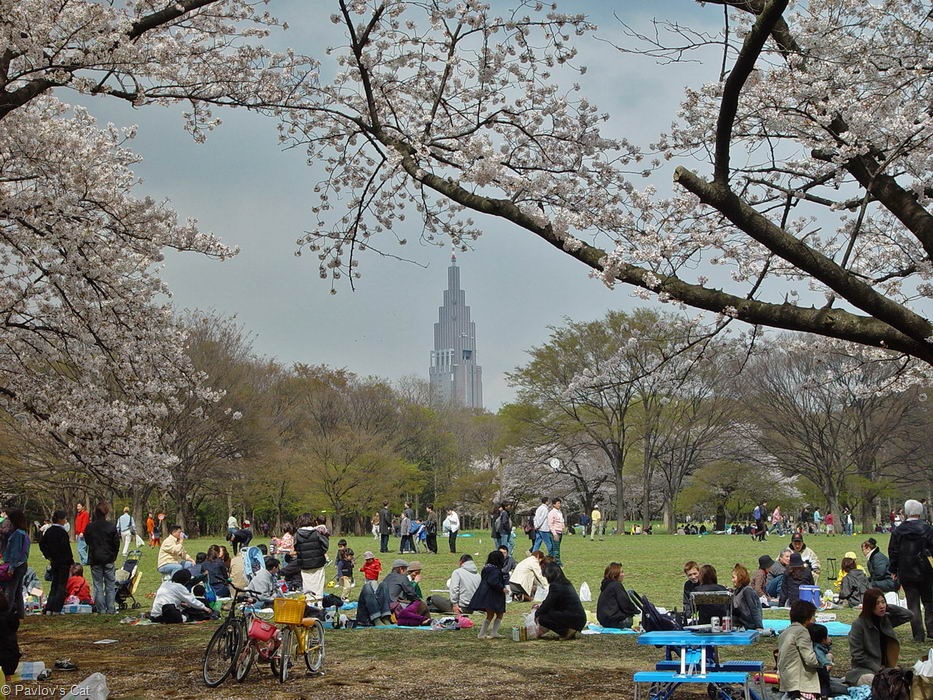 [sakura_1[8].jpg]
