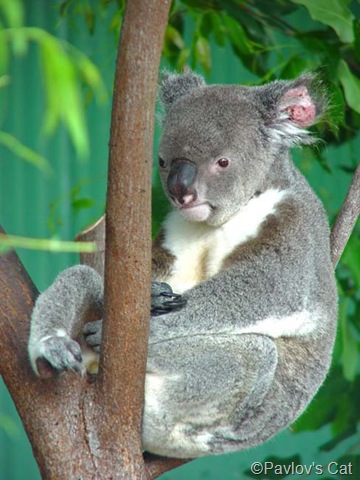 [Koala[5].jpg]