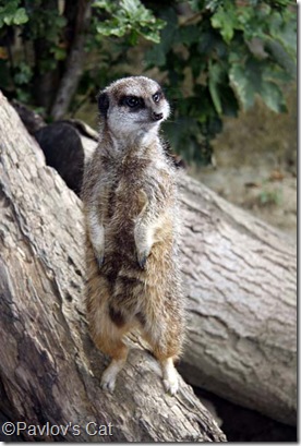 meercat