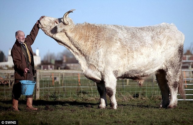 [big_cow[4].jpg]