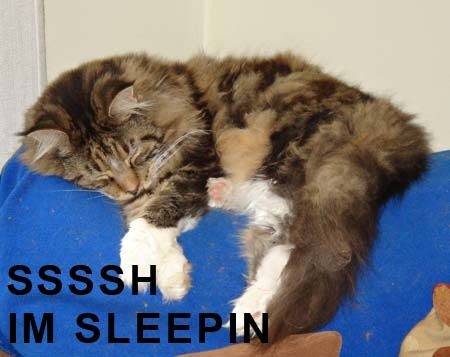 [sleeping cat[3].jpg]