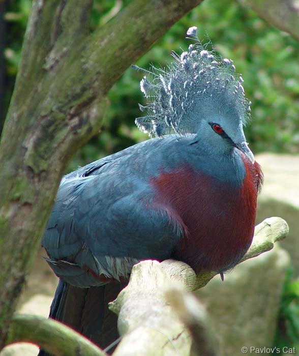 [pigeon[7].jpg]