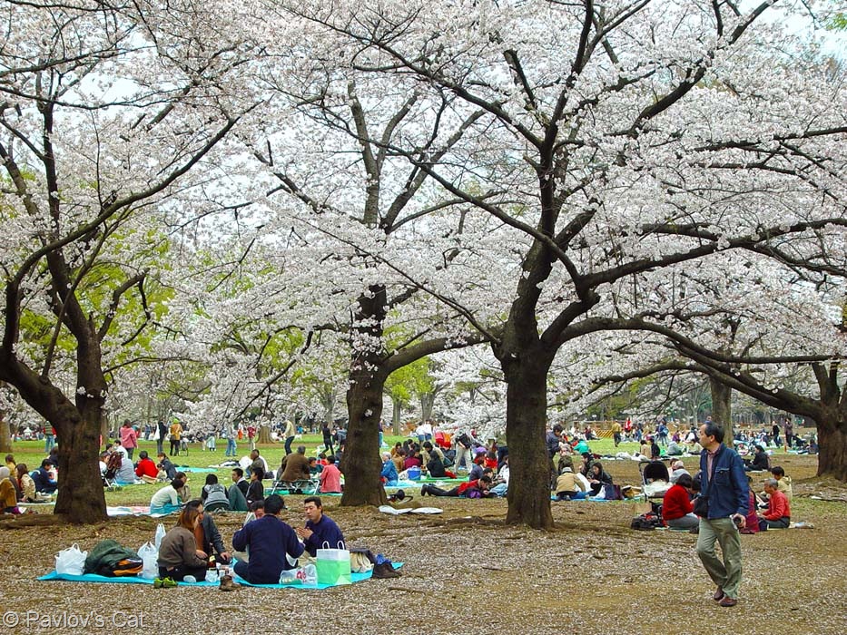 [yoyogi9.jpg]