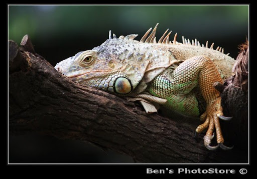 Animal+sunbathing